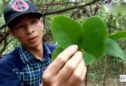 嫩草香味手机在线观看,手机在线解锁清新时光