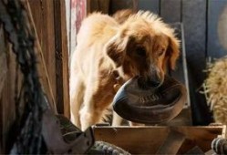 狗世界 电影在线观看,忠诚与勇气的电影之旅